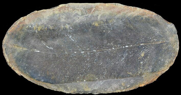 Neuropteris Fern Fossil - Mazon Creek #72390